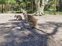Caversham Wildlife Park