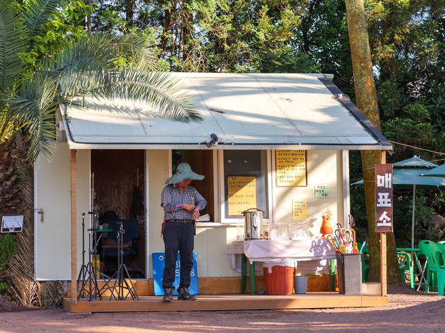 쥬라기월드에 온 것 같은 이국적인 제주 상가리 야자숲🌴