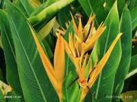 Plants at Palawan beach