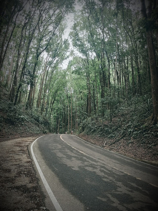 MAN MADE FOREST IN BOHOL
