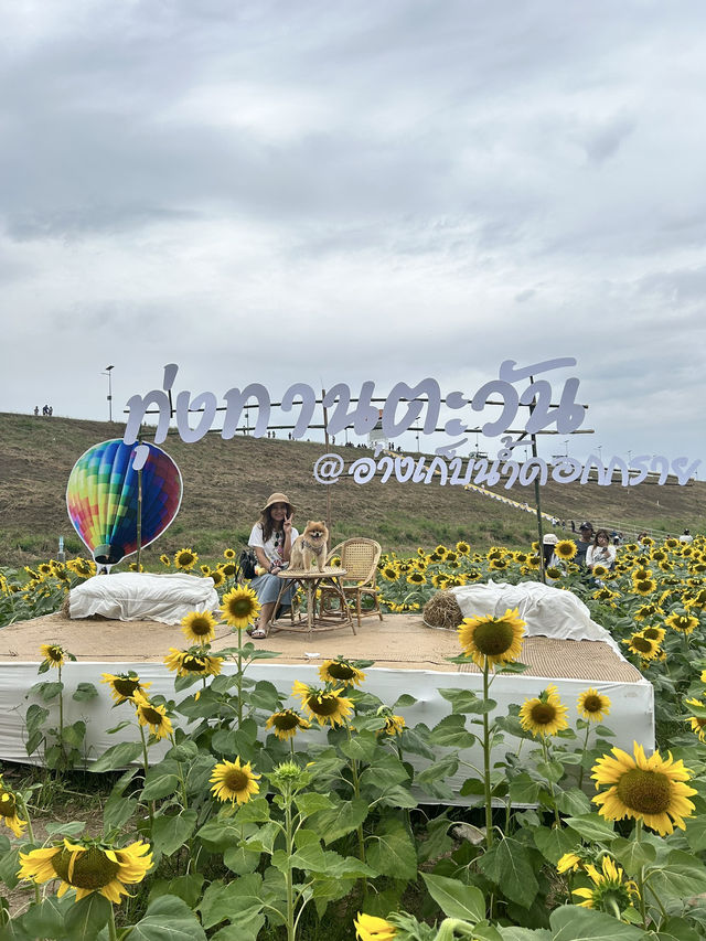 พาน้องหมาเที่ยวเล่นทุ่งทานตะวัน🌻