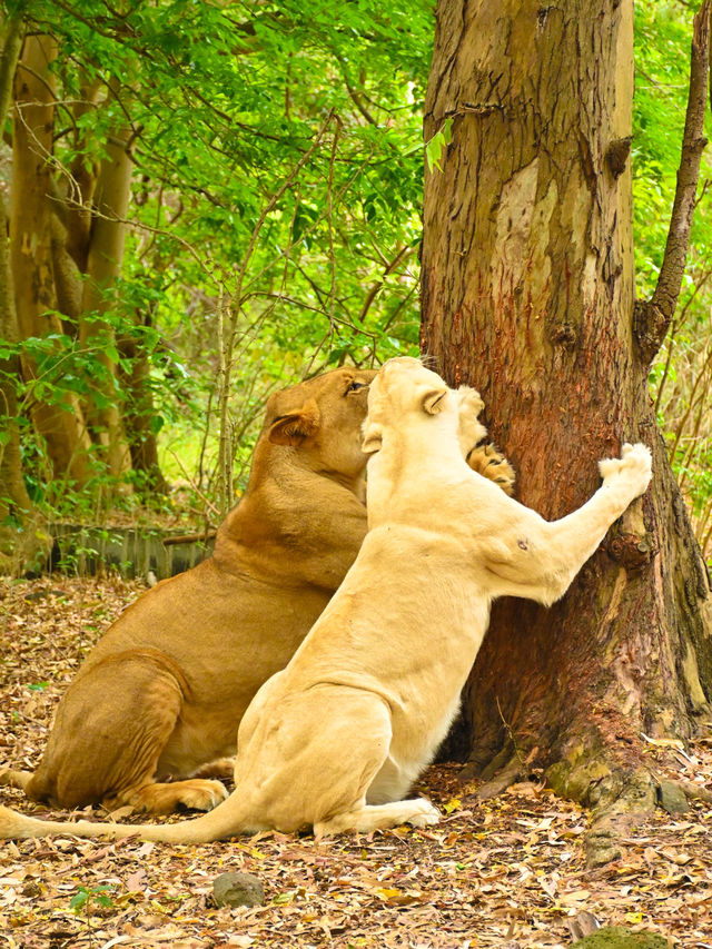 【モーリシャス】気分はムツゴロウ！ライオンとお散歩🦁