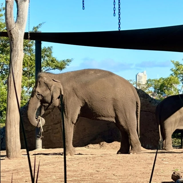 小朋友天地 - 塔龍加動物園 Taronga Zoo