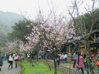 Golden Town in Spring: Jinguashi’s Cherry Blossom Magic