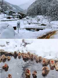 日本長野縣。地獄谷雪猴公園🦧Snow Monkey Park獼猴野生生態奇觀