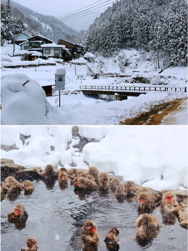 日本長野縣。地獄谷雪猴公園🦧Snow Monkey Park獼猴野生生態奇觀