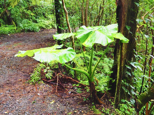 【鹿児島県】自然の絶景に出会う in奄美大島
