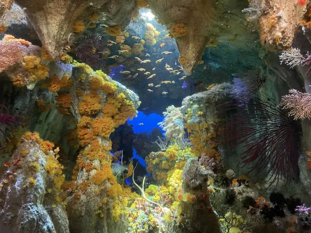 下雨天也推薦大人小孩都能同樂的陽光水族館