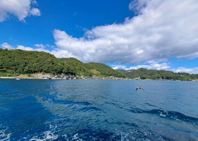 伊根遊船餵食海鷗，近距離感受海之京都