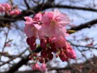 河津桜とオススメのどら焼き@静岡・河津🌸