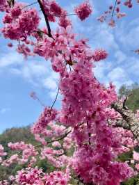 杉林溪：近山近花靜心