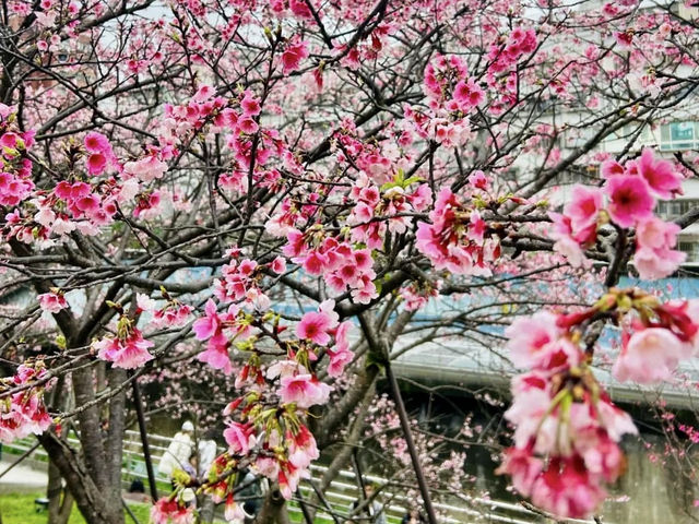 台北走春賞櫻的好去處~樂活公園及內溝溪步道