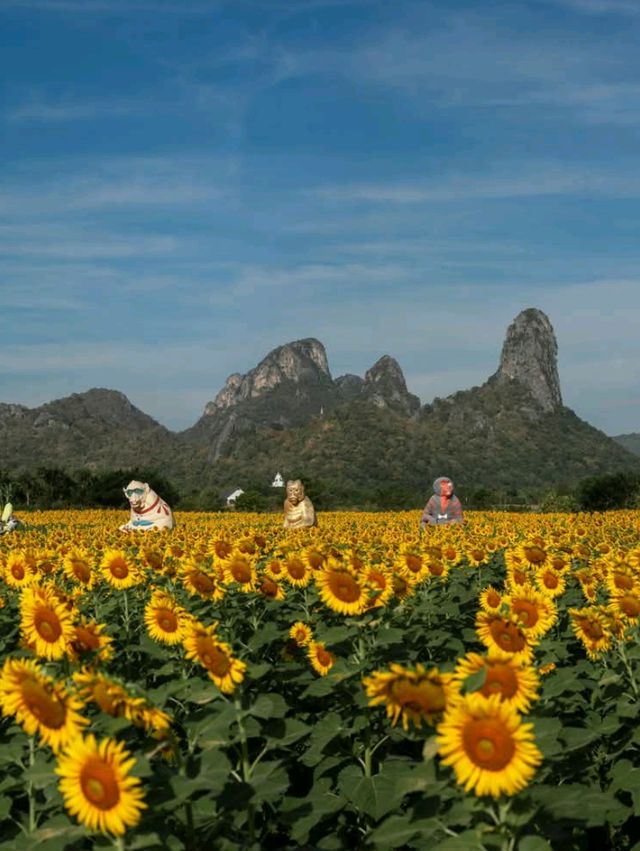 ทุ่งทานตะวันเขาจีนแล