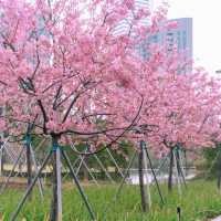 花溪公園·櫻花林中漫步