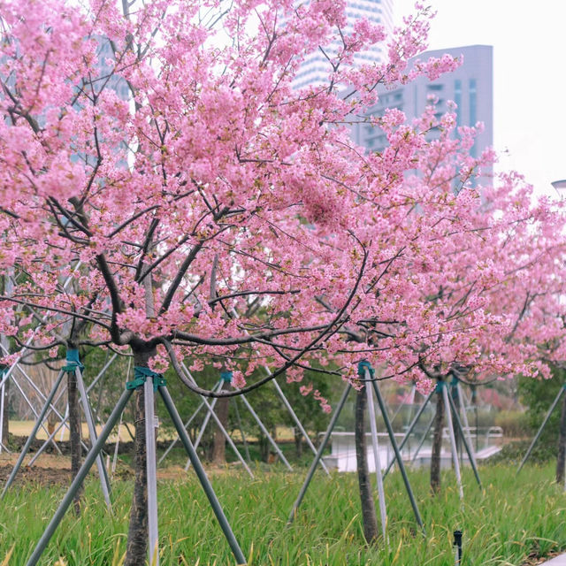 花溪公園·櫻花林中漫步