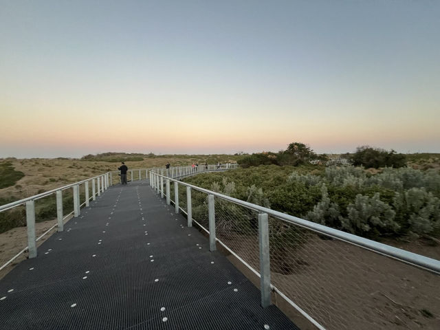 🇦🇺澳洲限定企鵝歸巢奇景🐧