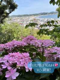 鎌倉紫陽花スポット3選