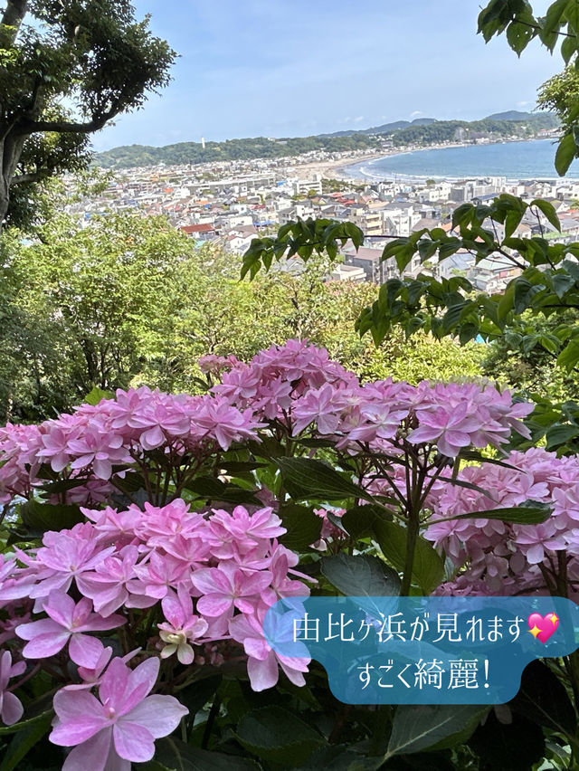 鎌倉紫陽花スポット3選