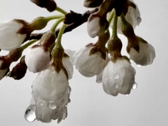 觀霧櫻王真霸氣，浪漫搖擺賞花像賞雪！