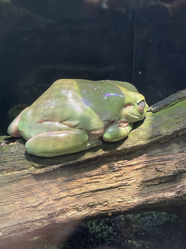 東京｜都市叢林的一方恩賜 百年前戰場變身上野動物園