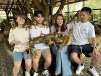 🦁 華勒比野生動物園 – 近距離接觸澳洲野生動物！ 🇦🇺✨ 