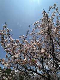 捉住了陽明山櫻花季的尾巴🌸