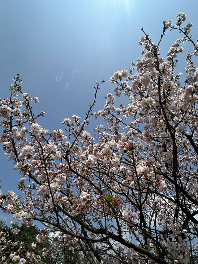 捉住了陽明山櫻花季的尾巴🌸