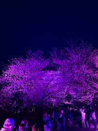 暗黑中的福岡城幻彩之如夢如真