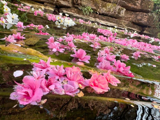 Gorgeous Plum Blossoms at Fengzeyuan Botanical Garden