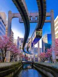 Chasing Sakura at Chiba Urban Monorail 