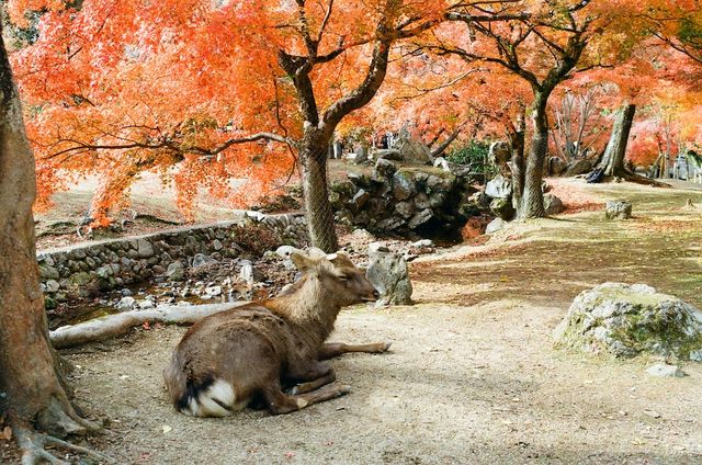The Free Roaming Deer at Nara Park
