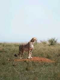Wildlife Galore! 3 Days in the 1500km² Masai Mara!