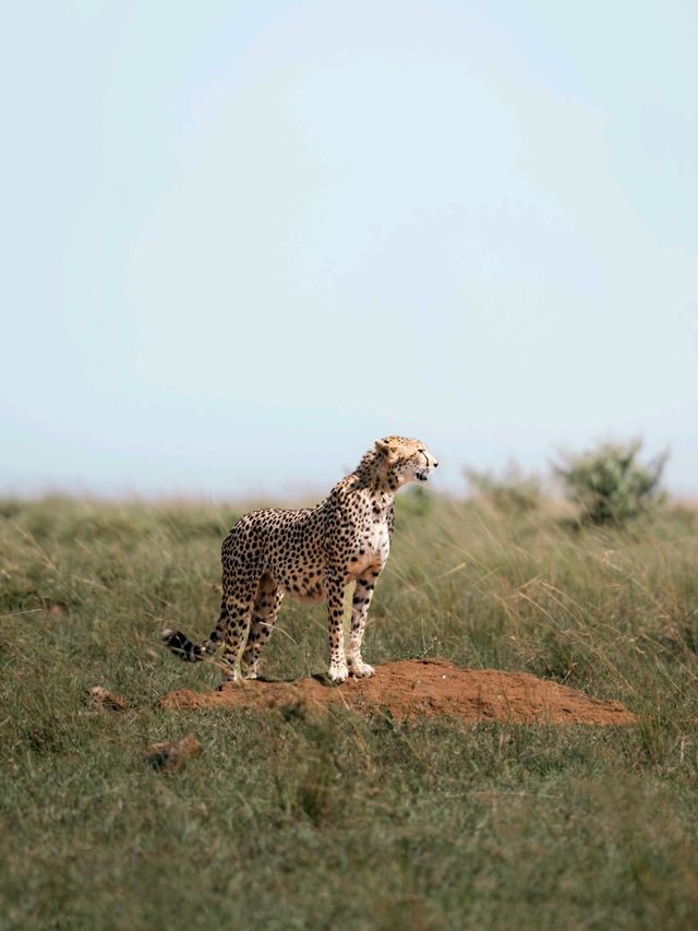 Wildlife Galore! 3 Days in the 1500km² Masai Mara!