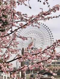 Chasing Sakura at Minato Mirai Yokohama