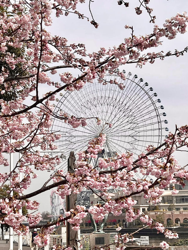 Chasing Sakura at Minato Mirai Yokohama Chasing Sakura at Minato Mirai Yokohama