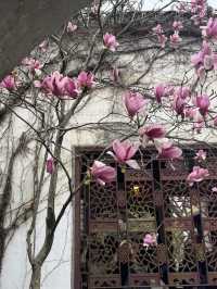 A Floral Spectacle at Lingering Garden: A Jewel of Suzhou's Four Great Gardens