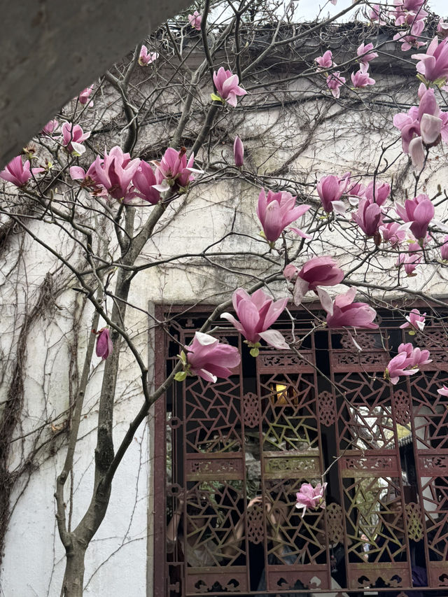 A Floral Spectacle at Lingering Garden: A Jewel of Suzhou's Four Great Gardens