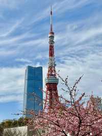 Spring Bliss at Shiba Park: A Hidden Cherry Blossom Spot