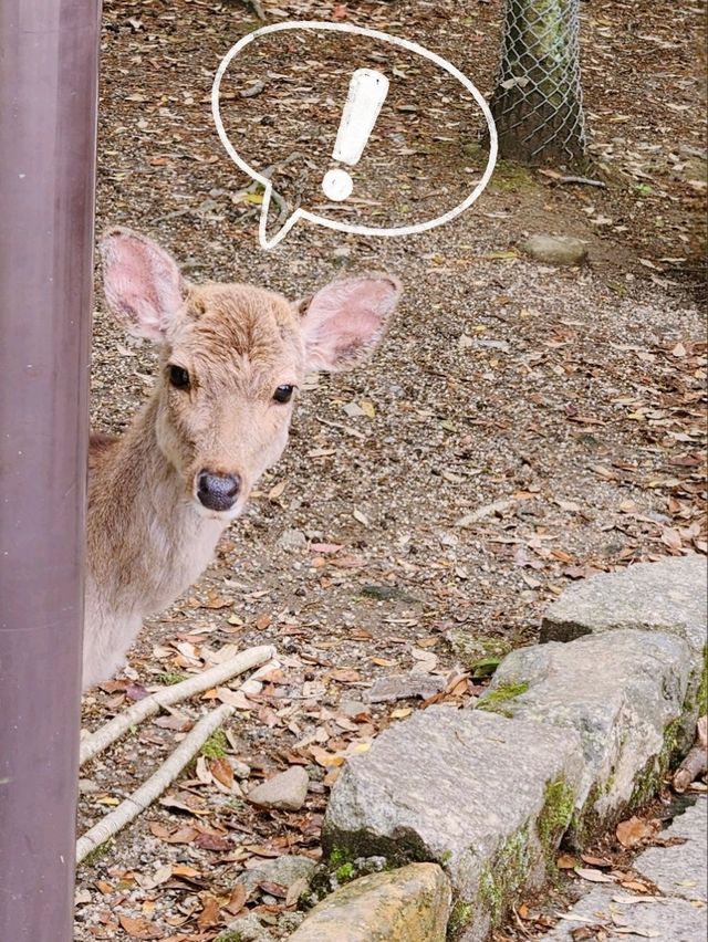 🇯🇵 NARA day trip, and yes, NARA 🦌 bow! 