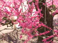 鈴鹿の森公園今週が見頃
