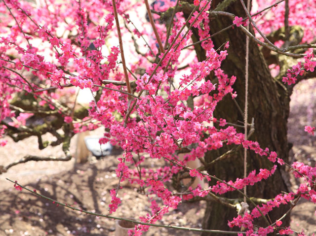 鈴鹿の森公園今週が見頃