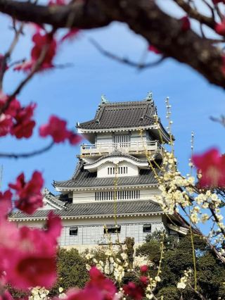 Chasing Sakura at Koyama Castle
