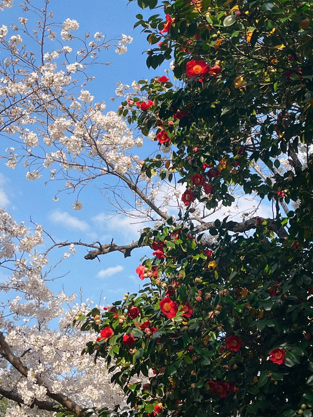 도쿄 벚꽃 명소 꽃놀이🌸