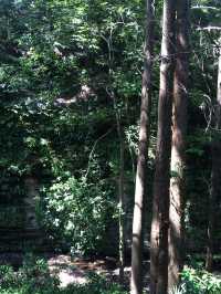 【鎌倉アルプス:北鎌倉・山之内・今泉の秘境から二階堂まで。散在ヶ池公園・陰陽滝・天園ハイキングコース 】