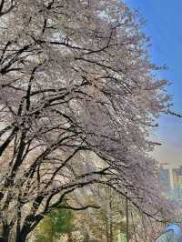 대전 테미공원 벚꽃동산 🌸✨  