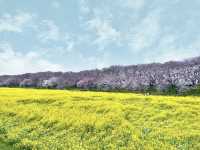 一度は行きたい権現堂堤の桜
