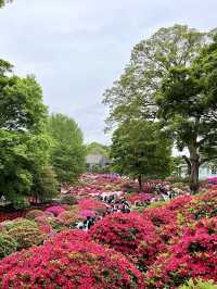 Azaleas in Full Bloom at Nezu Shrine💐