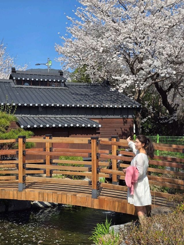 벚꽃향기 가득한 낭만가득 청도여행지🌸