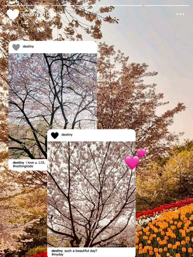 Don't Miss Ansan: Seoul's Premier Cherry Blossom Destination