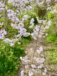 Cherry Blossoms in Full Bloom at Haradani-en